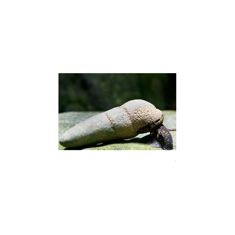 Tylomelania Zemis sp. Chocolate Tylomelania Zemis sp. Chocolate