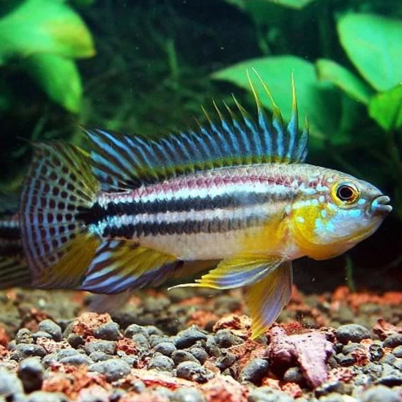 Apistogramma bitaeniata