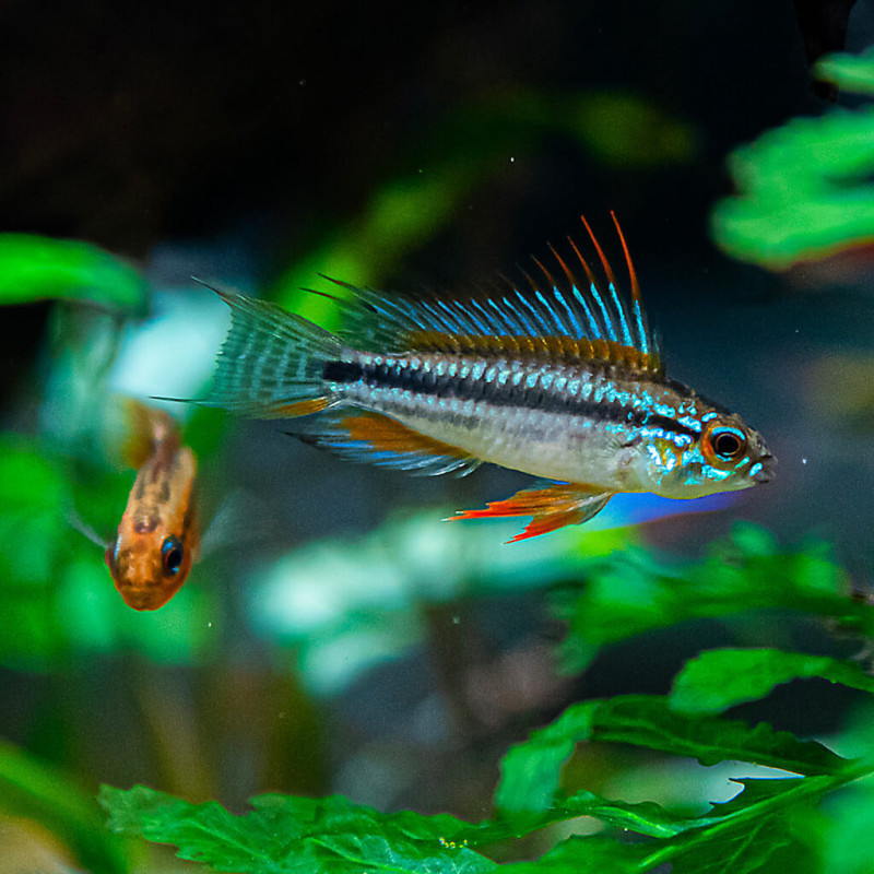 Apistogramma bitaeniata