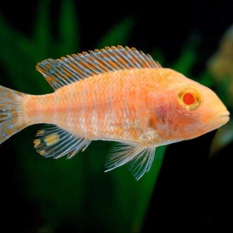Cíclidos pez fuego - 'Aulonocara sp. Firefish '