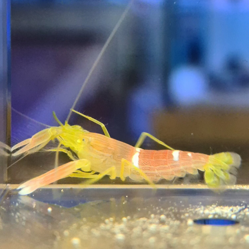 Alpheus ochrostriatus - Yellowline Snapping Shrimp