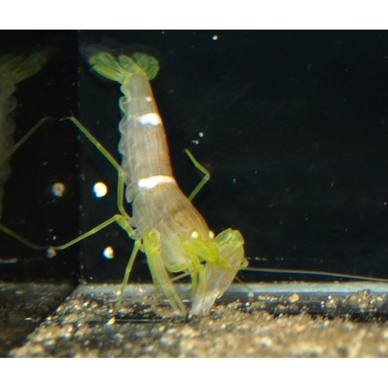 Alpheus bellulus - Tiger Snapping Shrimp