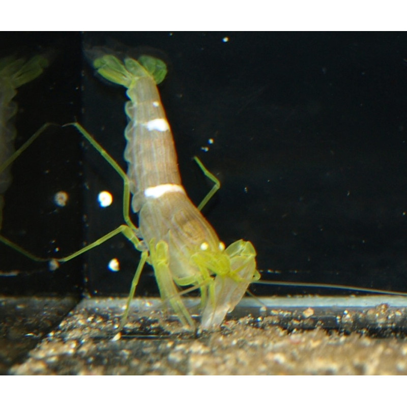 Buisson ventousé aquarium – Shrimpsfood