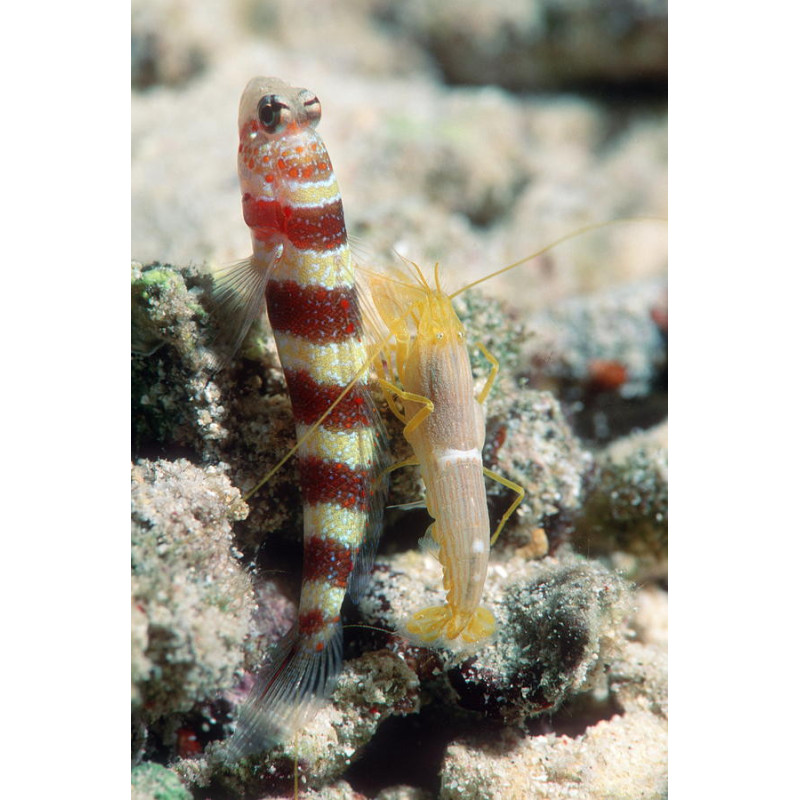 Alpheus bellulus - Tiger Snapping Shrimp Alpheus bellulus - Tiger Snapping Shrimp