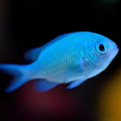 Chromis viridis - Green Reef Damselfish Chromis viridis - Green Reef Damselfish