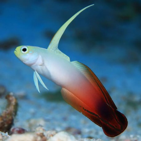 Firefish - Nemateleotris magnifica