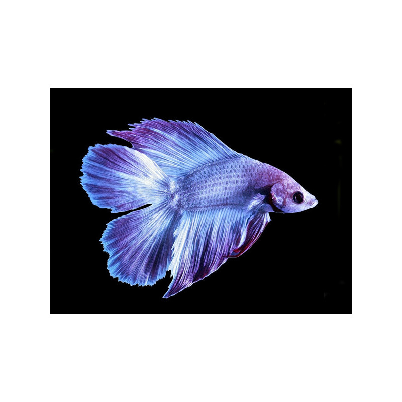 Betta splendens - Twin Tail - Macho