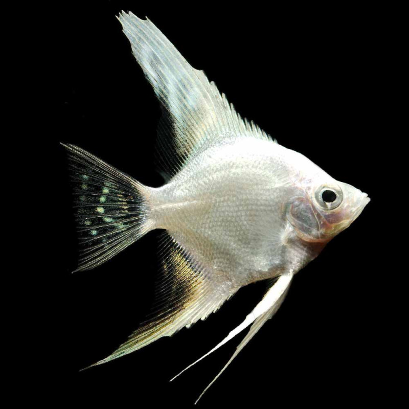 Escalar Silver Platinum Diamond 3-3.5 - Pterophyllum scalare