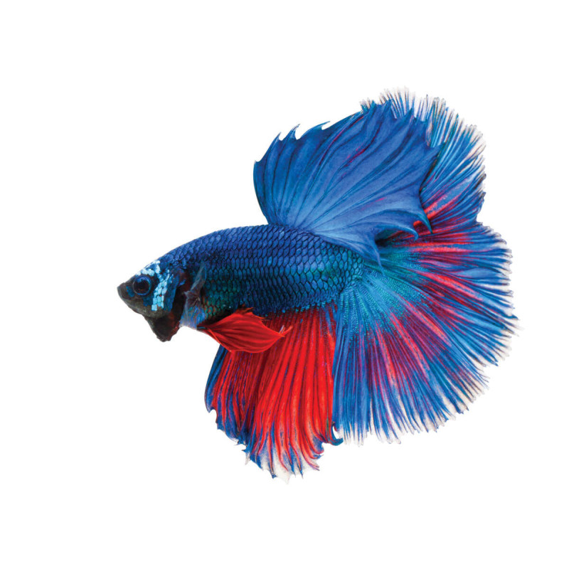 Betta splendens - Twin Tail - Macho