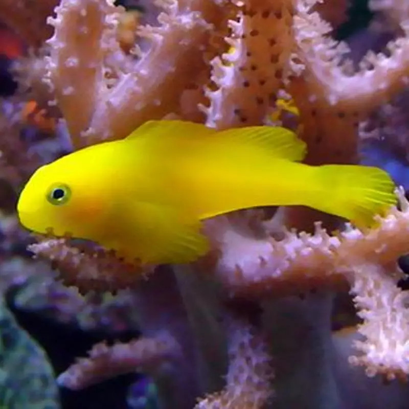 Gobiodon okinawae - Okinawa Goby