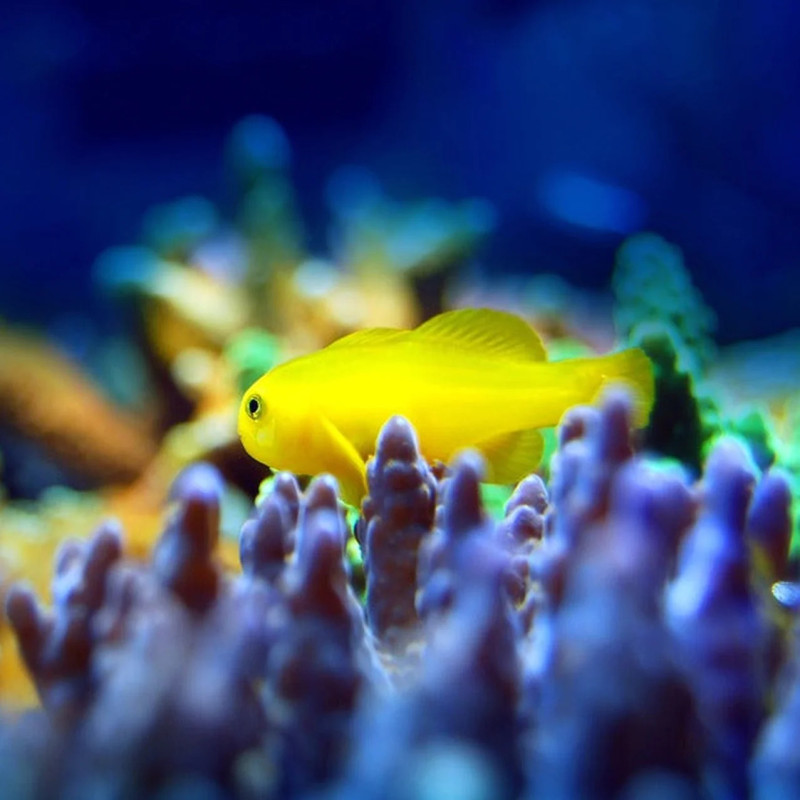 gobiodon-okinawae-okinawa-goby-aquaorinoco