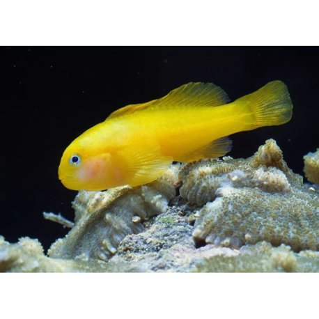 Gobiodon okinawae - Okinawa Goby