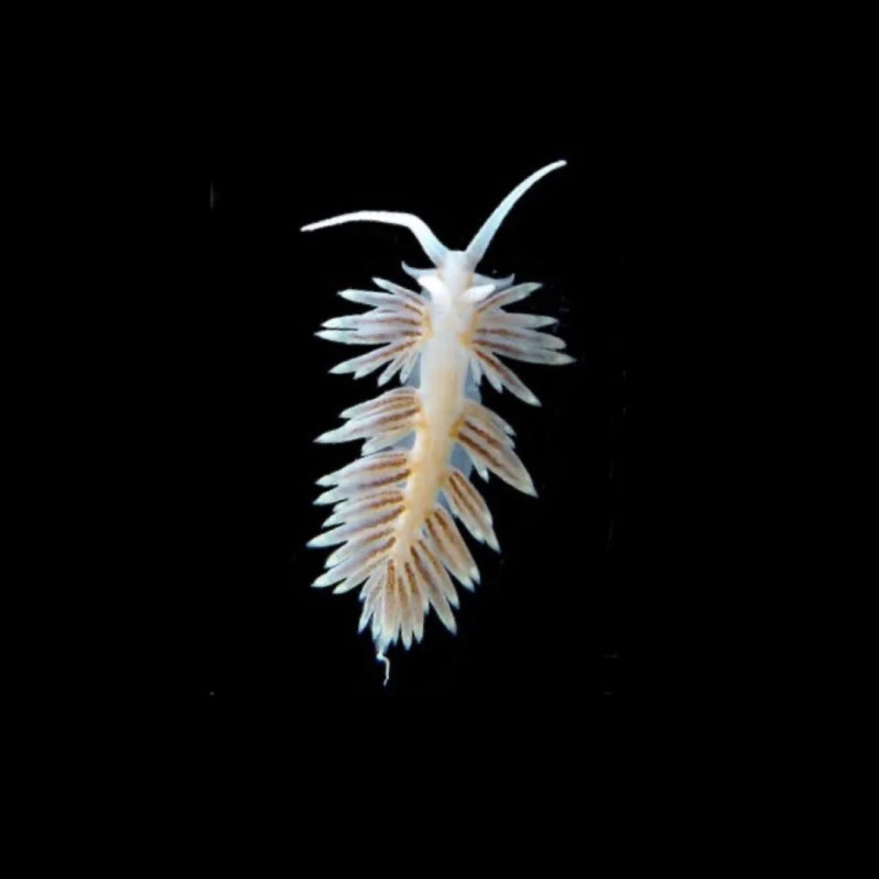 Berghia stephanieae - Aiptasia-eating nudibranch