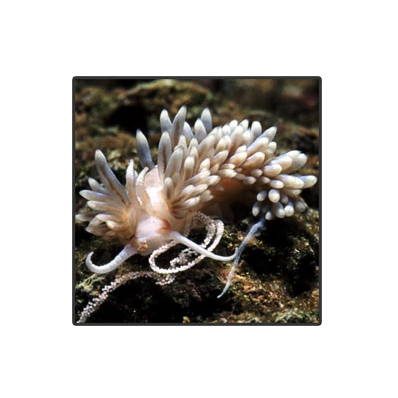 Berghia stephanieae - Aiptasia-eating nudibranch