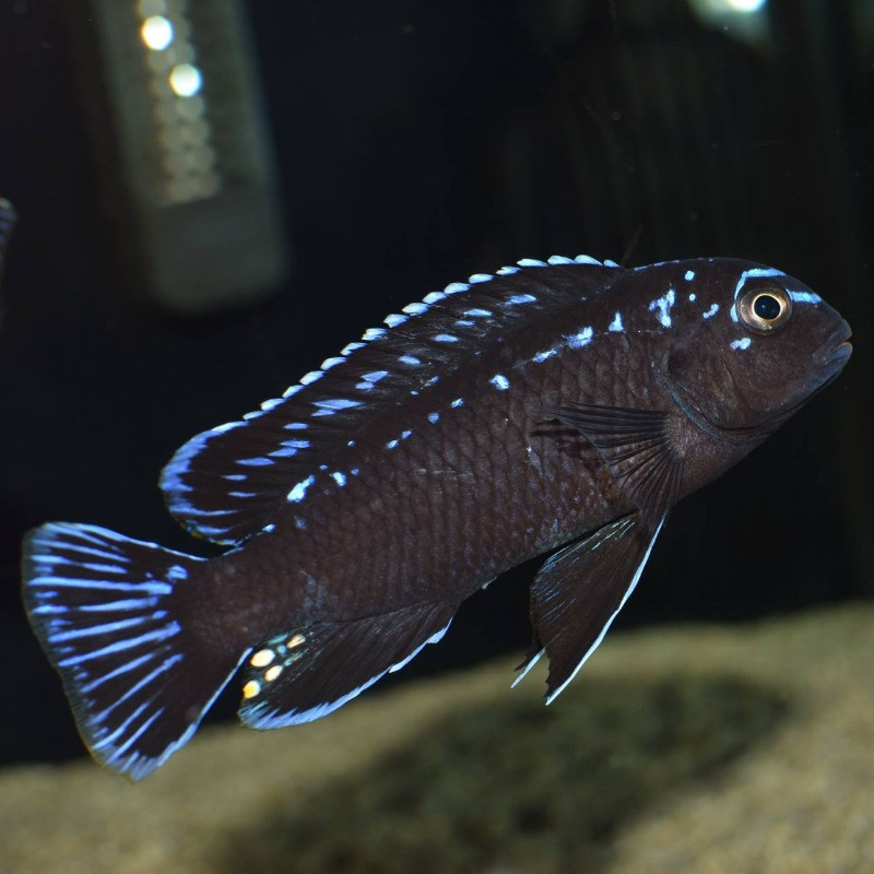 Pseudotropheus Interruptus Chiwi Rocks F2 Pair