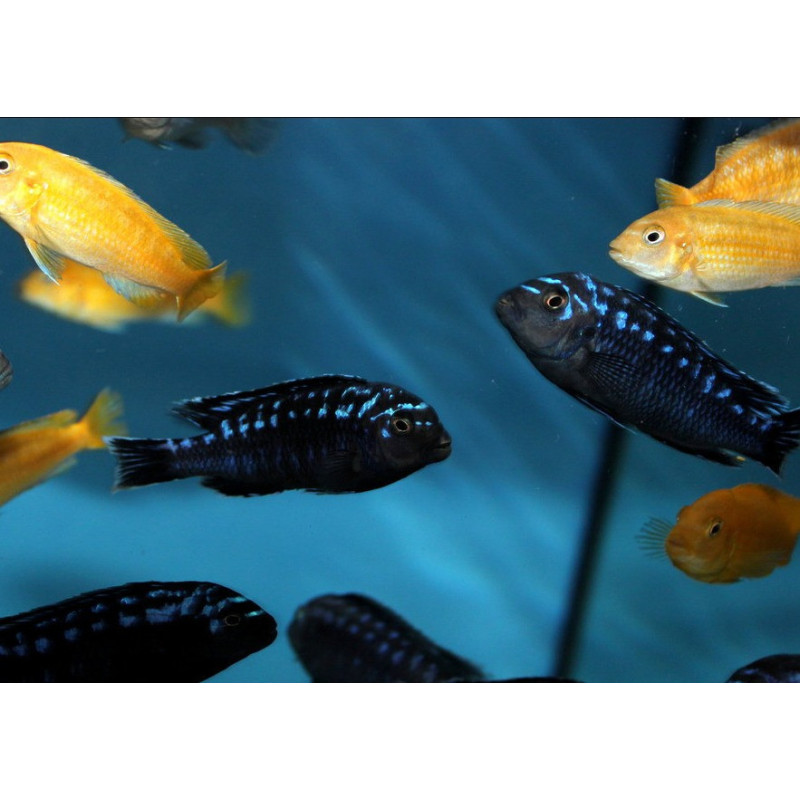 Pseudotropheus Interruptus Chiwi Rocks F2 Pair