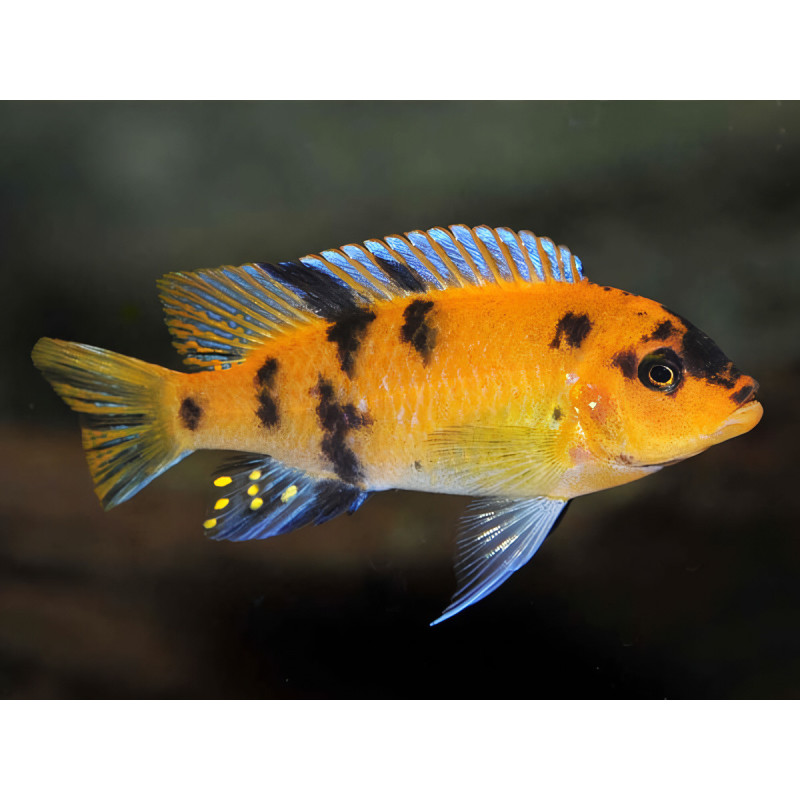 Maylandia estherae OB Maylandia estherae OB