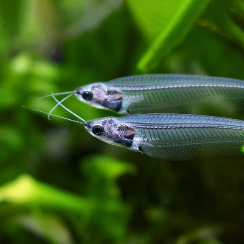 Peixe-gato Vidro - Kryptopterus bicirrhis