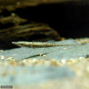Indostomus paradoxus / Peixe Agulhinha