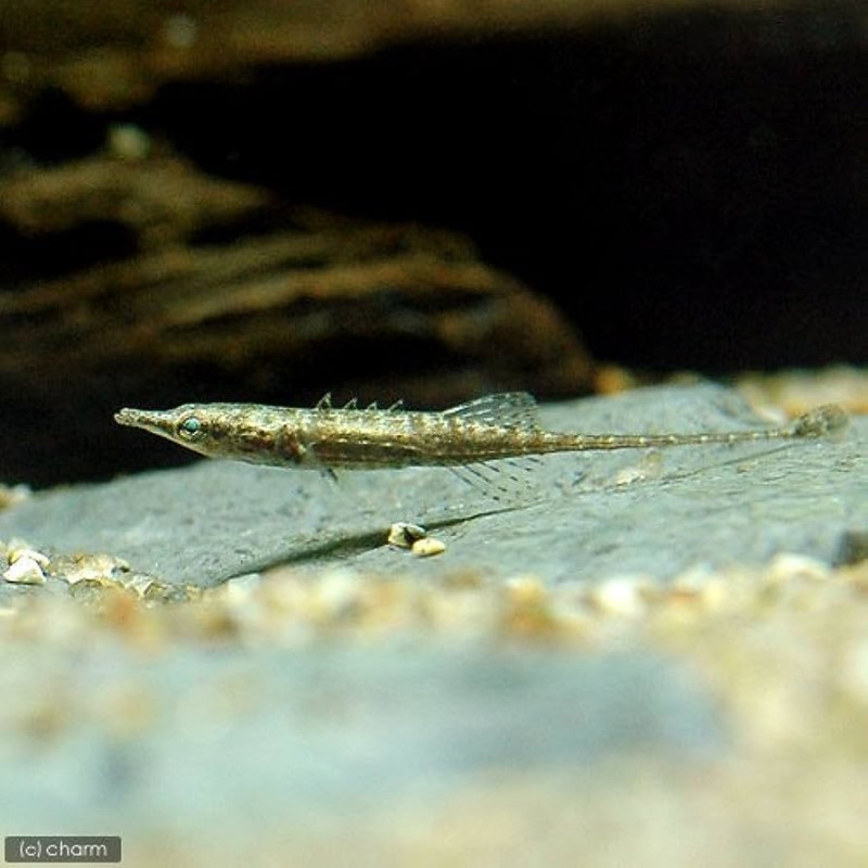 Indostomus paradoxus / Mini Needle Fish