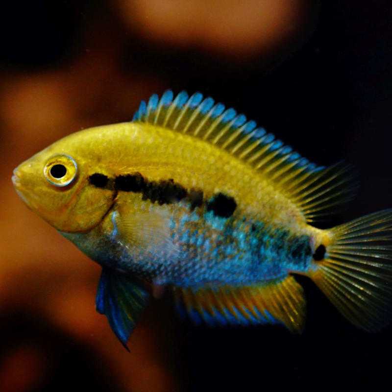 Herotilapia multispinosa - Rainbow Cichlid