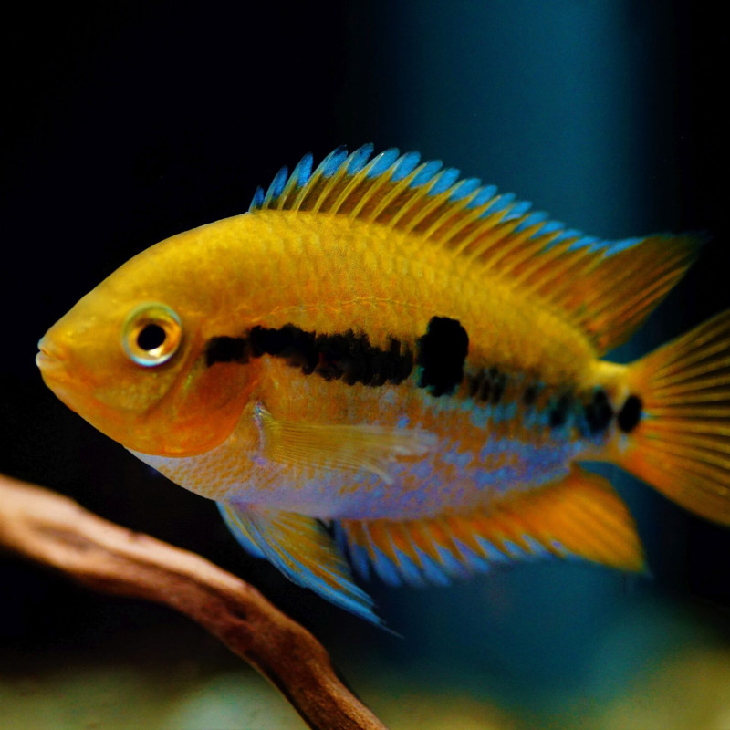 Herotilapia multispinosa - Rainbow Cichlid