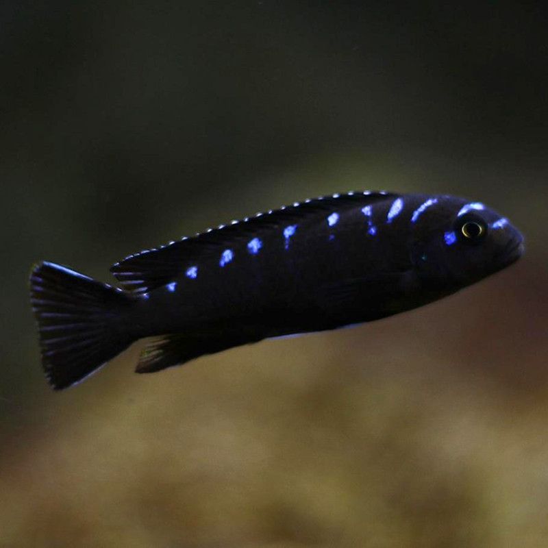 Pseudotropheus sp. Neon Spot