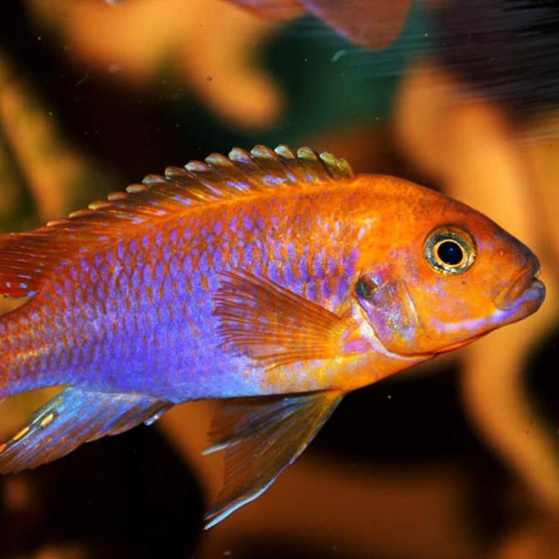 Iodotropheus sprengerae - Rusty Cichlid