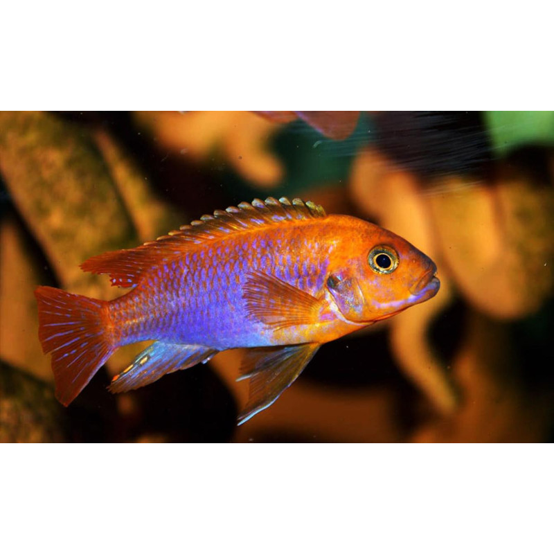 Iodotropheus sprengerae - Rusty Cichlid