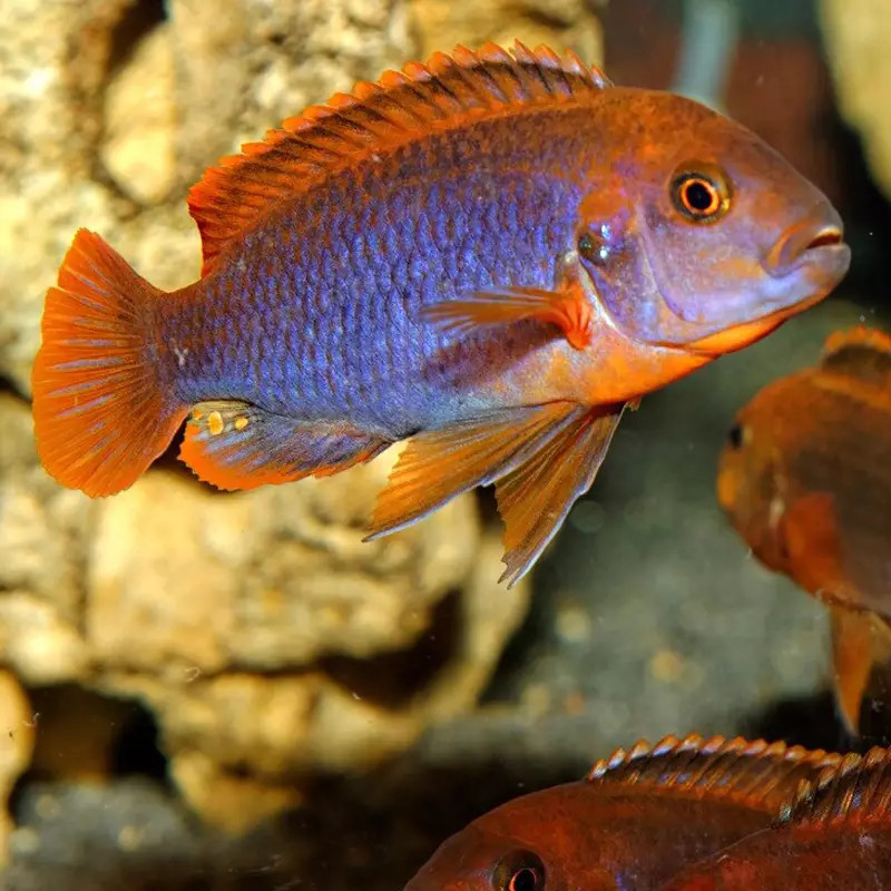 Iodotropheus sprengerae - Rusty Cichlid