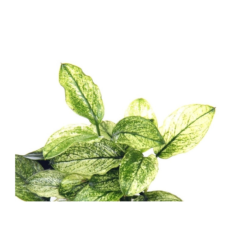 Anubias barteri var. nana "Pinto"