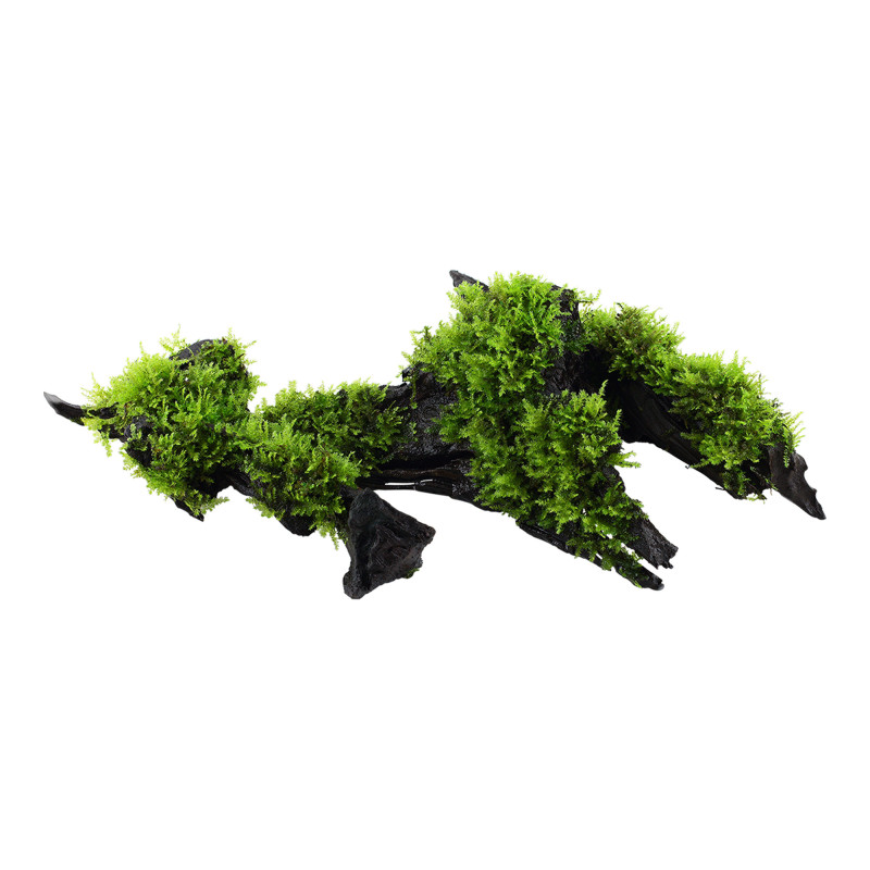 Vesicularia montagnei 'Christmas' on wood - Tropica