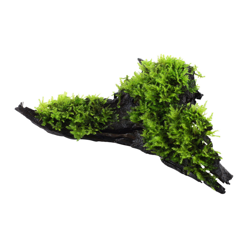 Vesicularia montagnei 'Christmas' on wood - Tropica