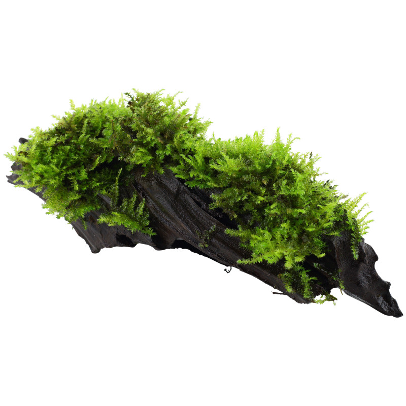 Vesicularia montagnei 'Christmas' on wood - Tropica
