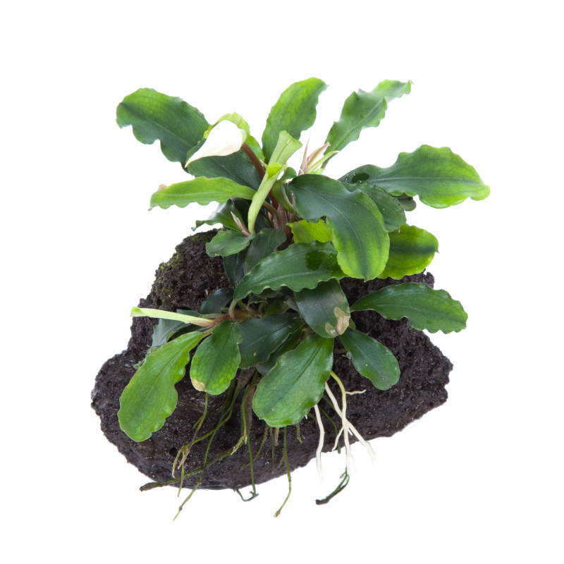 Bucephalandra pygmaea "Wavy Green" on Lava Stone