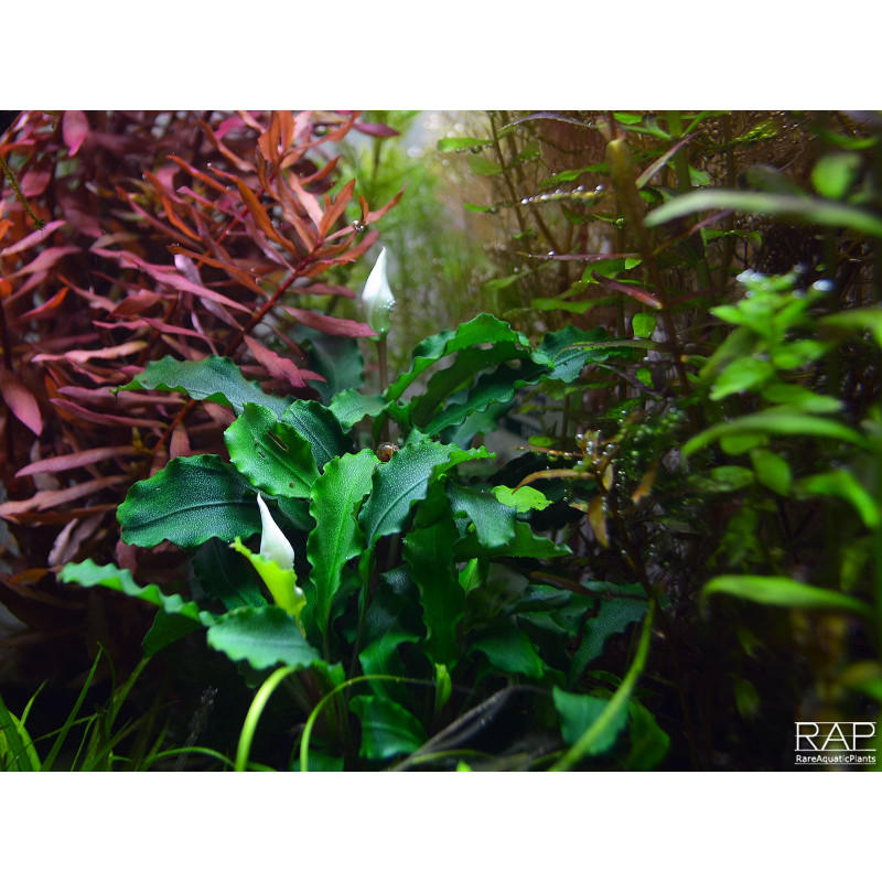 Bucephalandra pygmaea "Wavy Green" on Lava Stone Bucephalandra pygmaea "Wavy Green" on Lava Stone
