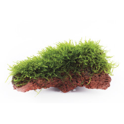 Taxiphyllum barbieri 'Java Moss' on Lava Stone Taxiphyllum barbieri 'Java Moss' on Lava Stone