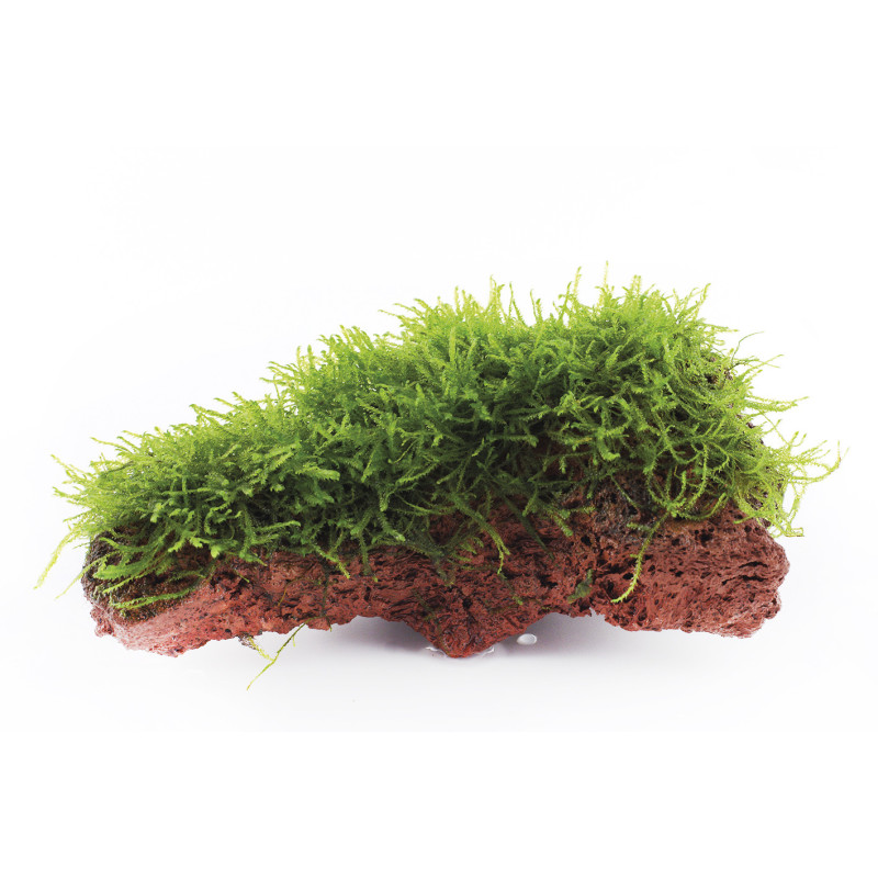 Taxiphyllum barbieri 'Java Moss' on Lava Stone