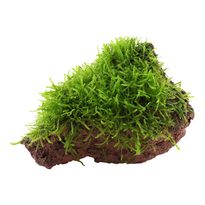 Taxiphyllum barbieri 'Java Moss' on Lava Stone