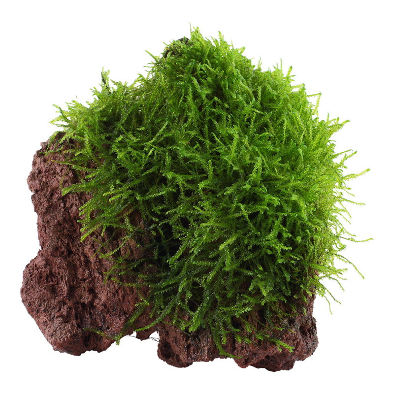 Taxiphyllum barbieri &#039;Java Moss&#039; on Lava Stone