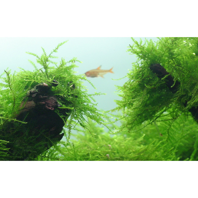 Taxiphyllum barbieri 'Java Moss' on Lava Stone
