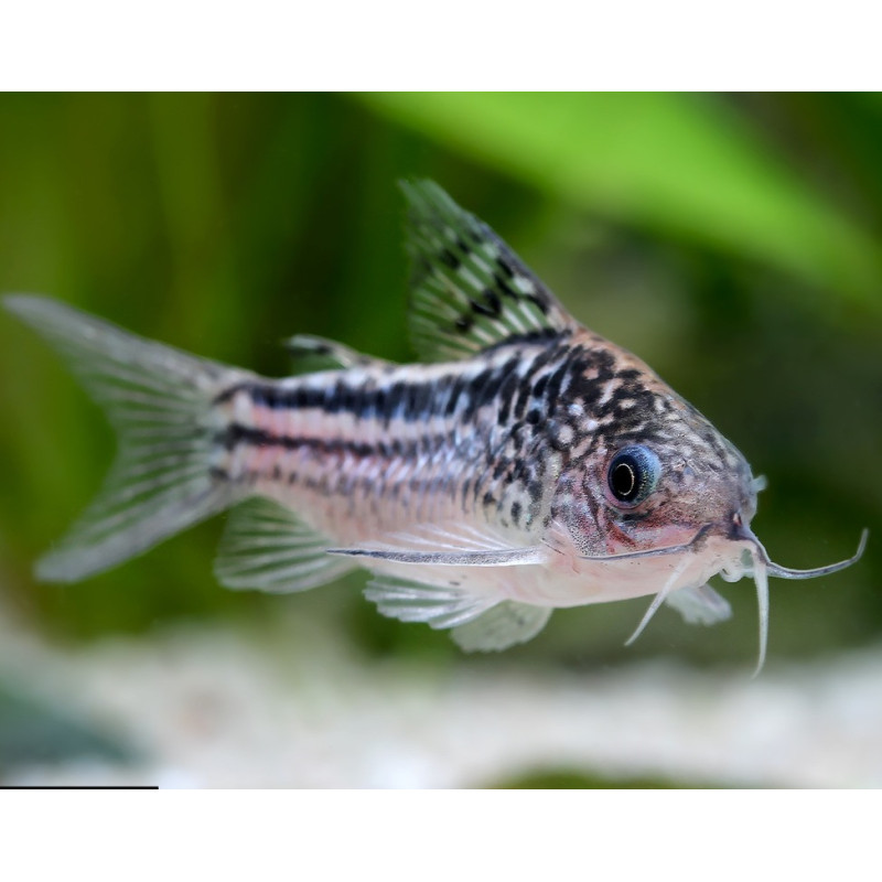 Corydoras elegans