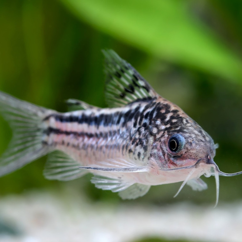 Corydoras elegans