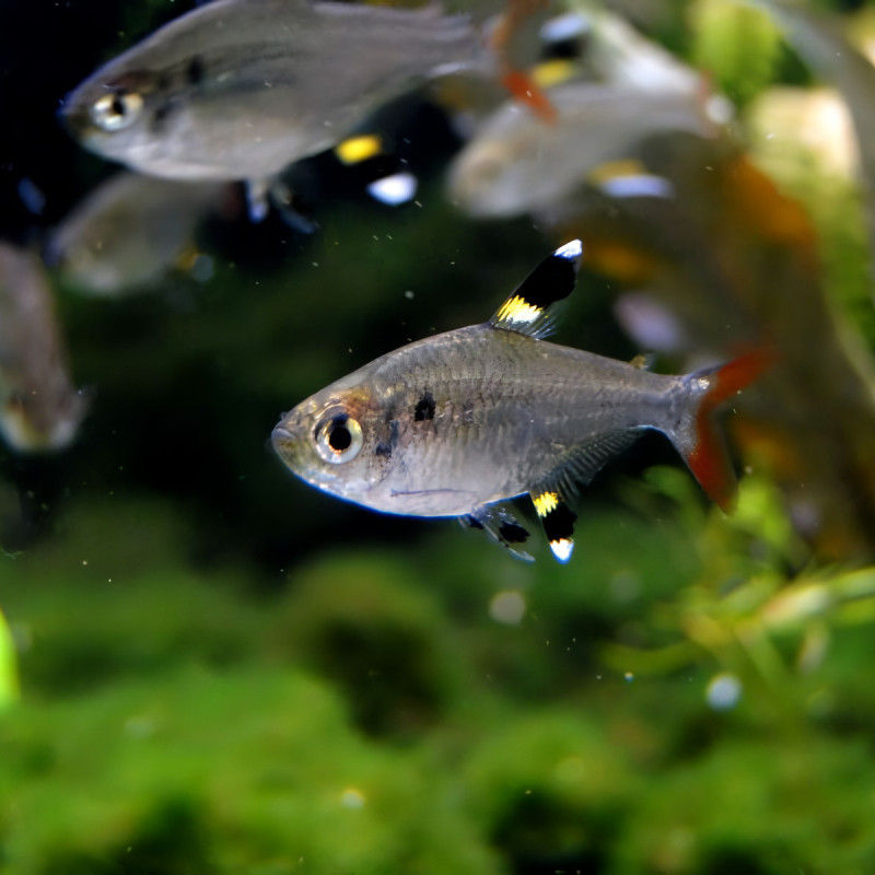 X Ray Tetra - Pristella maxillaris