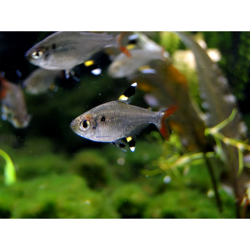 Tetra Raio X - Pristella maxillaris