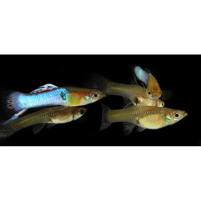 Guppy Endler Tiger M / F - Poecilia wingei (Parejas)