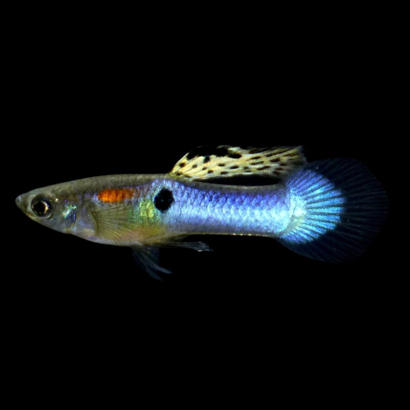 Guppy Endler Blue Japan - Poecilia wingei