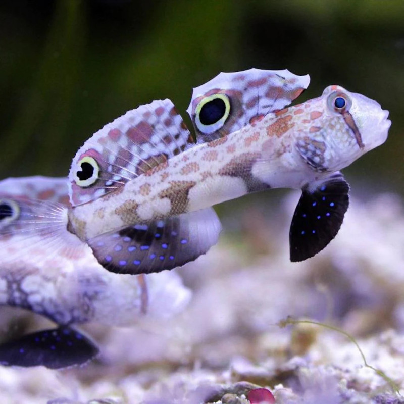 Signigobius biocellatus - Two Spot Goby