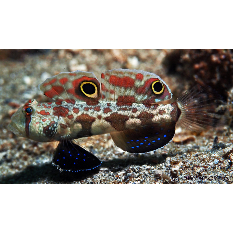 Signigobius biocellatus - Two Spot Goby Signigobius biocellatus - Two Spot Goby