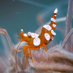Thor amboinensis - Sexy Shrimp Thor amboinensis - Sexy Shrimp